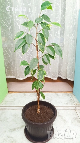 бял Бенджамин, Бегония , Хлорофитум , снимка 10 - Стайни растения - 46143435