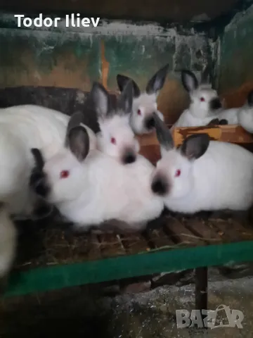 Продавам зайци , снимка 3 - Други животни - 49732569