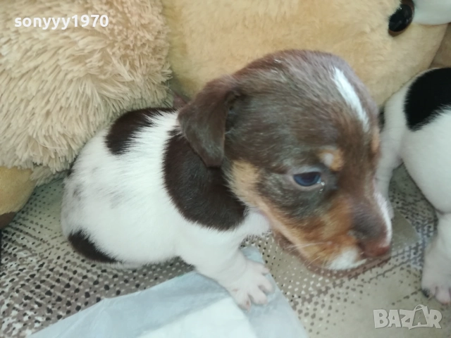 продаваме кученце джак ръсел 0709251739, снимка 4 - Джак ръсел териер - 51634477