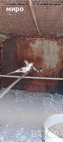 Шарени Диамантени гугутки!, снимка 4 - други­ - 51645799