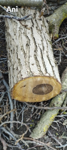  Суров дървен материал орех