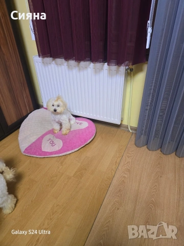 малтипу момче и момиче , снимка 5 - Пудели - 53224082