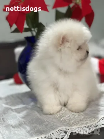 Малки и сладки ПОМЕРАНИ