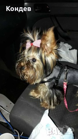йорки / йоркита * Оферта* , снимка 9 - Йоркширски териер - 21710481