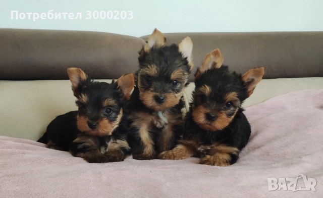 Йоркширски териер , снимка 1