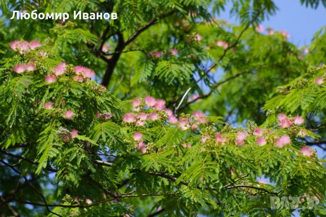 Семена от широколистни видове - Дъб Скоруша Бук Габър Еводия Албиция Пекан Лимон Глог Рожков, снимка 15 - Сортови семена и луковици - 27354748
