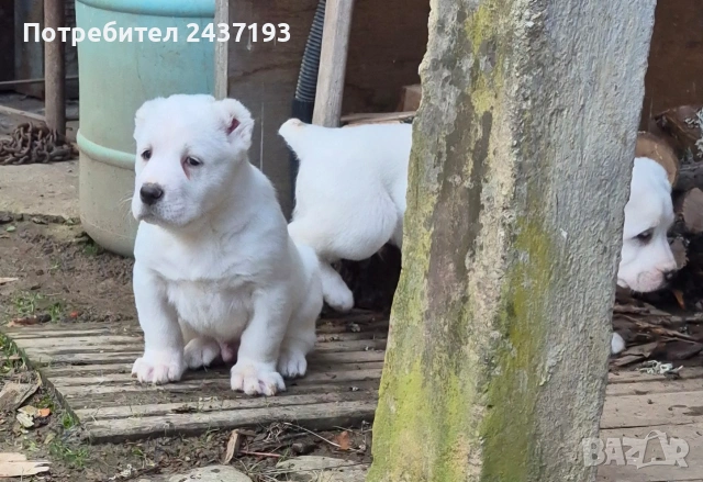 Алабай (Средно Азиатска Овчарка ), снимка 8 - Алабай - 54035161