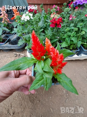 Два вида пламъче, няколко цвята , снимка 4 - Градински цветя и растения - 54282774