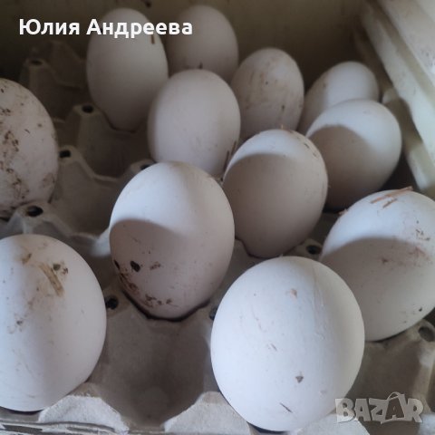 Яйца от гъски-лебедови., снимка 1 - Патици и гъски - 44461585
