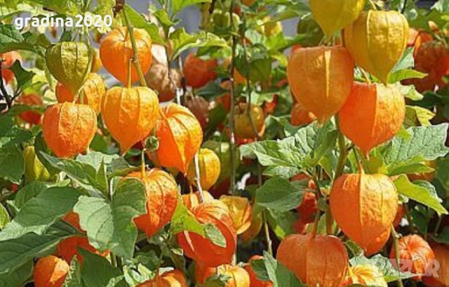 Физалис (Земна череша)