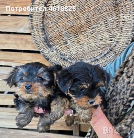 Йоркширски териери , снимка 3 - Йоркширски териер - 52773341