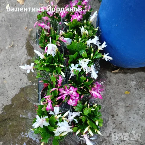 коледниче два цвята стайно цвете 