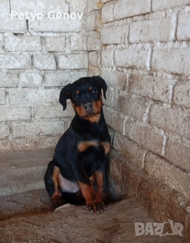 Продавам Ротвайлери, снимка 3 - Ротвайлер - 52565108