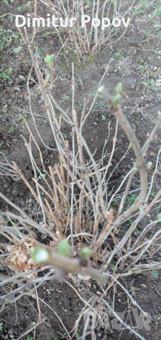  Хортензия, снимка 4 - Градински цветя и растения - 40033492