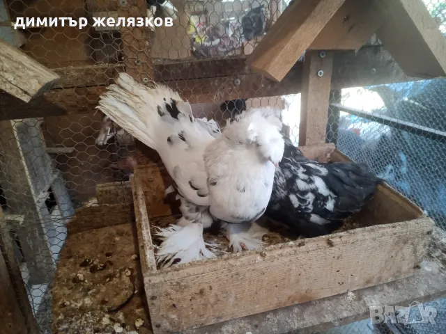 Гълъби демкежи, снимка 11 - Гълъби - 49071204