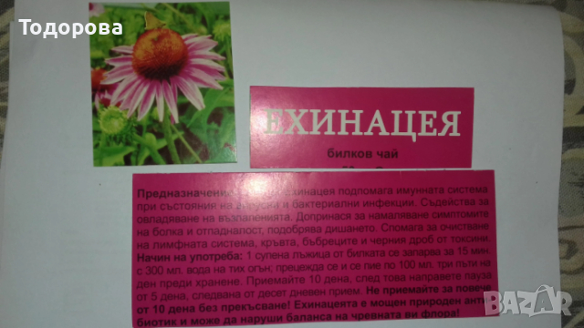 ехинацея лечебна , снимка 3 - Градински цветя и растения - 50785451