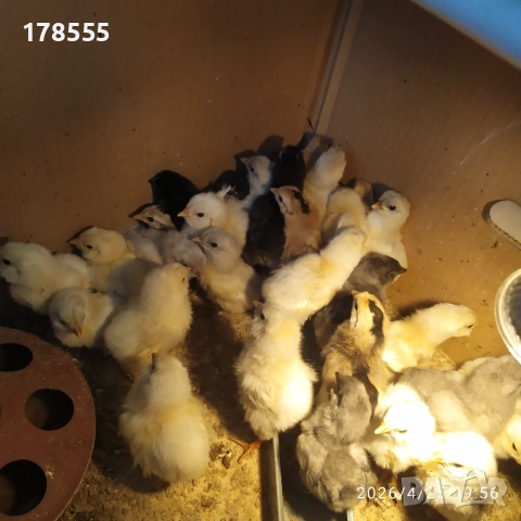 Пиленца Араукана сини и зелени яйца !!!, снимка 2 - Кокошки и пуйки - 54308916