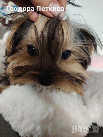 йоркширски териер 