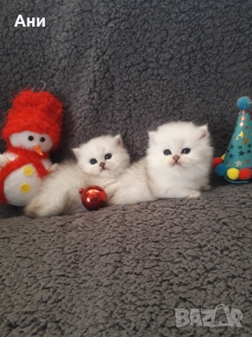 МНОГО, МНОГО КРАСИВИ КОТЕНЦА МЕЧТА , снимка 7 - Персийска - 52584785