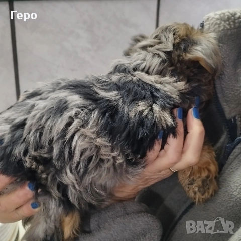 йоркширски териер , снимка 2 - Йоркширски териер - 52653556