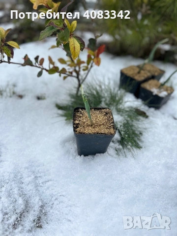 Кокиче комлект , снимка 8 - Градински цветя и растения - 53190497