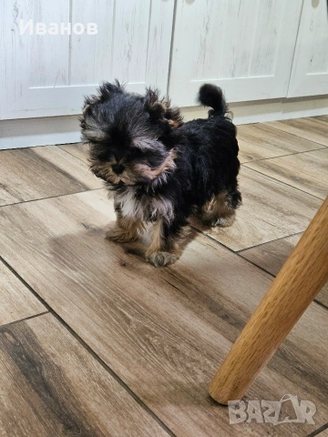 Йоркширски териер момиче, снимка 5 - Йоркширски териер - 54149551