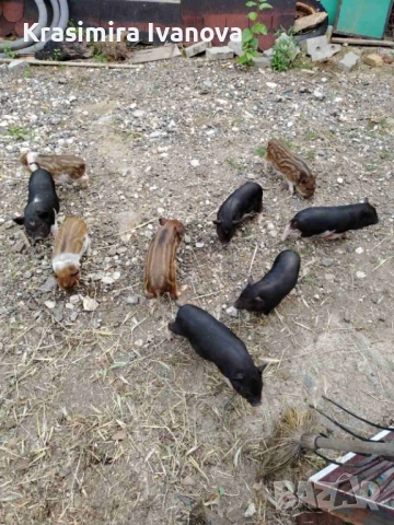 Продавам , снимка 5 - Прасета - 50319107