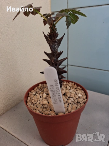 Сукуленти само за ценители, снимка 4 - Стайни растения - 35248161