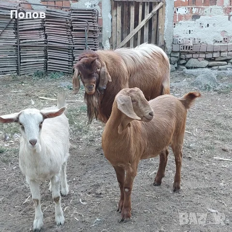 Продавам   пръч