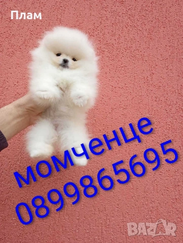 Бели мини Померани. Реални снимки от 04.04.26 г. , снимка 2 - Померан - 54118838