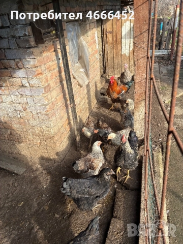 Продавам патици и кокошки