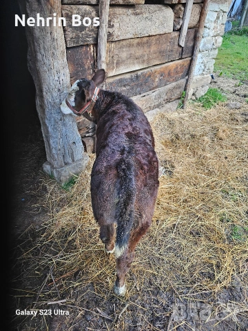 na 3 mesetsa jensko abardin, снимка 3 - Крави - 53941752