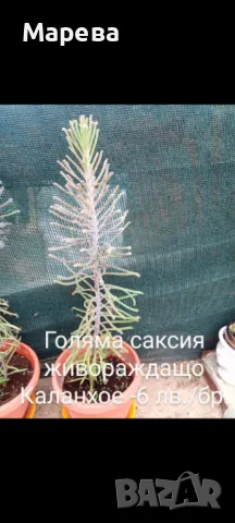 Цветя микс,външни основно и някои вътрешни. Цени на снимки , снимка 5 - Други - 47358248