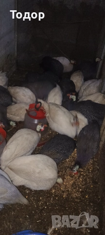 Токачки  и петлета орпингтон и виандот.