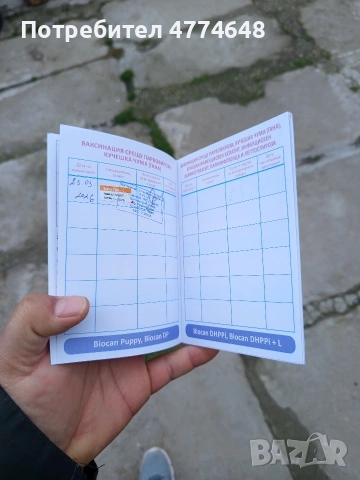 Кане корсо, снимка 12 - Кане корсо - 53966614