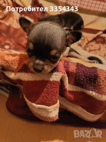 Чихо пинчери родени са 23.11.25, снимка 5 - Чихуахуа - 52791732