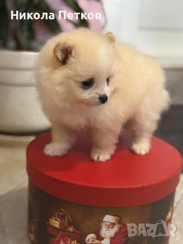 Померан , снимка 4 - Померан - 52670848