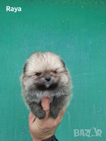 Померани със и без родословие, снимка 13 - Померан - 40676047