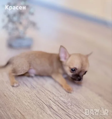 Мини чихуахуа момиче , снимка 2 - Чихуахуа - 55805401