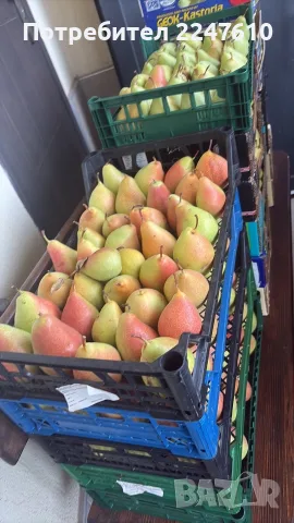 Круши на килограм, снимка 3 - Домашни продукти - 56457470
