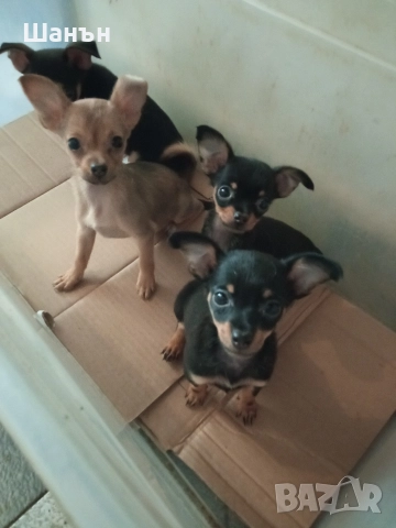 Продавам пинчери, снимка 14 - Пинчер - 52624873