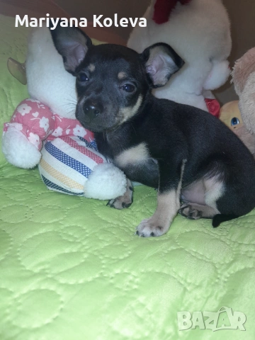 Продавам пинчер, снимка 5 - Пинчер - 53940157