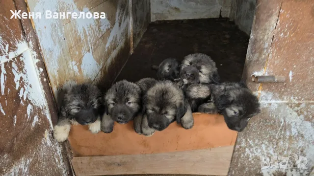 Кавказка овчарка бебе, снимка 6 - Кавказка овчарка - 56404322