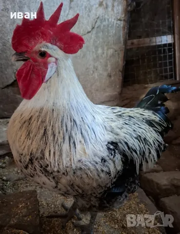 Сребърно Брезе-тъмна мутация петли на 1 година на 2 5 месеца страхотни. много рядък цвят, снимка 5 - други­ - 49415427