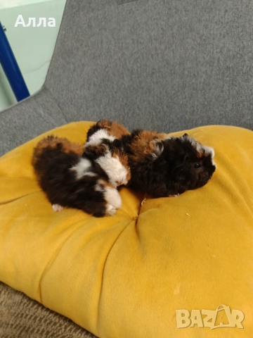 Морски свинчета альпако и розетка. , снимка 2 - Морски свинчета - 52554601