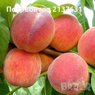 СТУДОУСТОЙЧИВИ ФИДАНКИ от ЛИЦЕНЗИРАН РАЗСАДНИК РАЙСКА ЯБЪЛКА, НАР, КРУША, БАДЕМ, ПРАСКОВА, КИВИ, , снимка 1