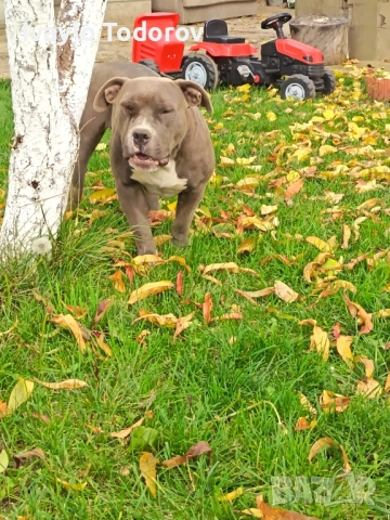 Зина на година и четери месеца очаква новият си стопанин. , снимка 4 - Питбул - 52388536