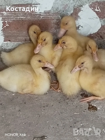 Пекински патета 