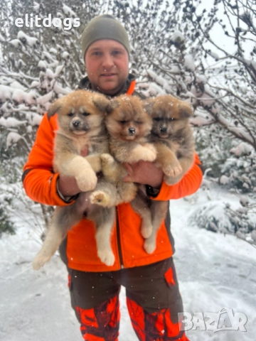 Акита Ину прекрасни кученца 