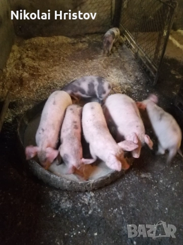 Свободни прасенца, снимка 2 - Прасета - 53108774